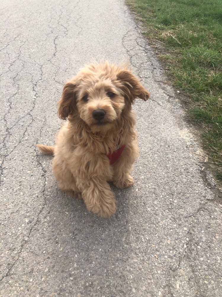 Hundetreffen-Spiel oder Gassirunde-Profilbild