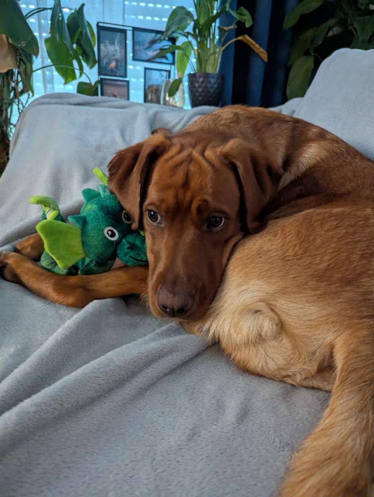 Hundetreffen-Spieldate!-Profilbild