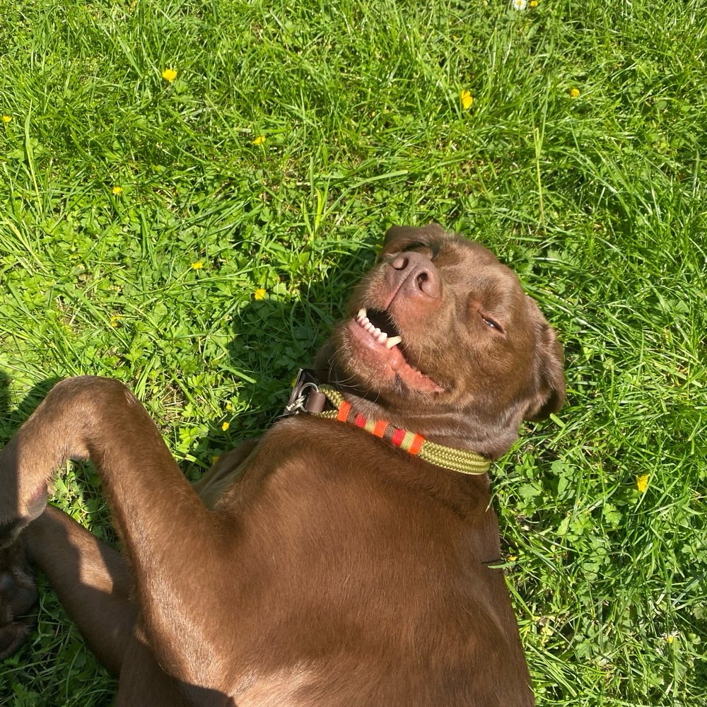 Hundetreffen-Spaziergeh-Buddy gesucht 🐶🍃-Profilbild