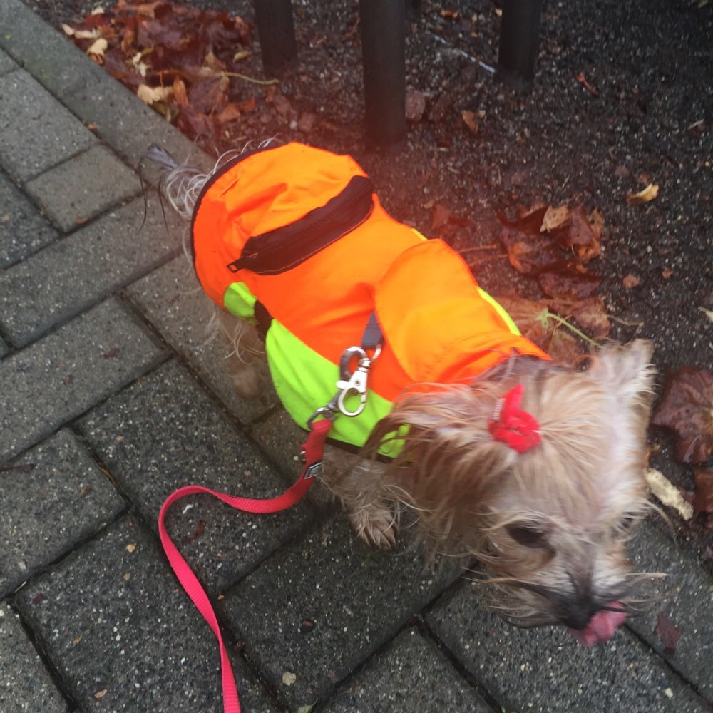 Hundetreffen-Gassirunde und Hundewiese rumtollen-Profilbild