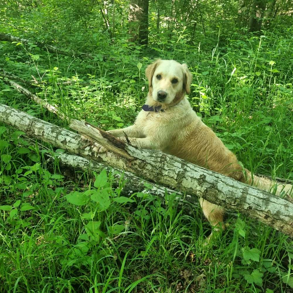 Hundetreffen-Gassirunde und gemeinsames Spielen in Neuburg und Umgebung-Profilbild