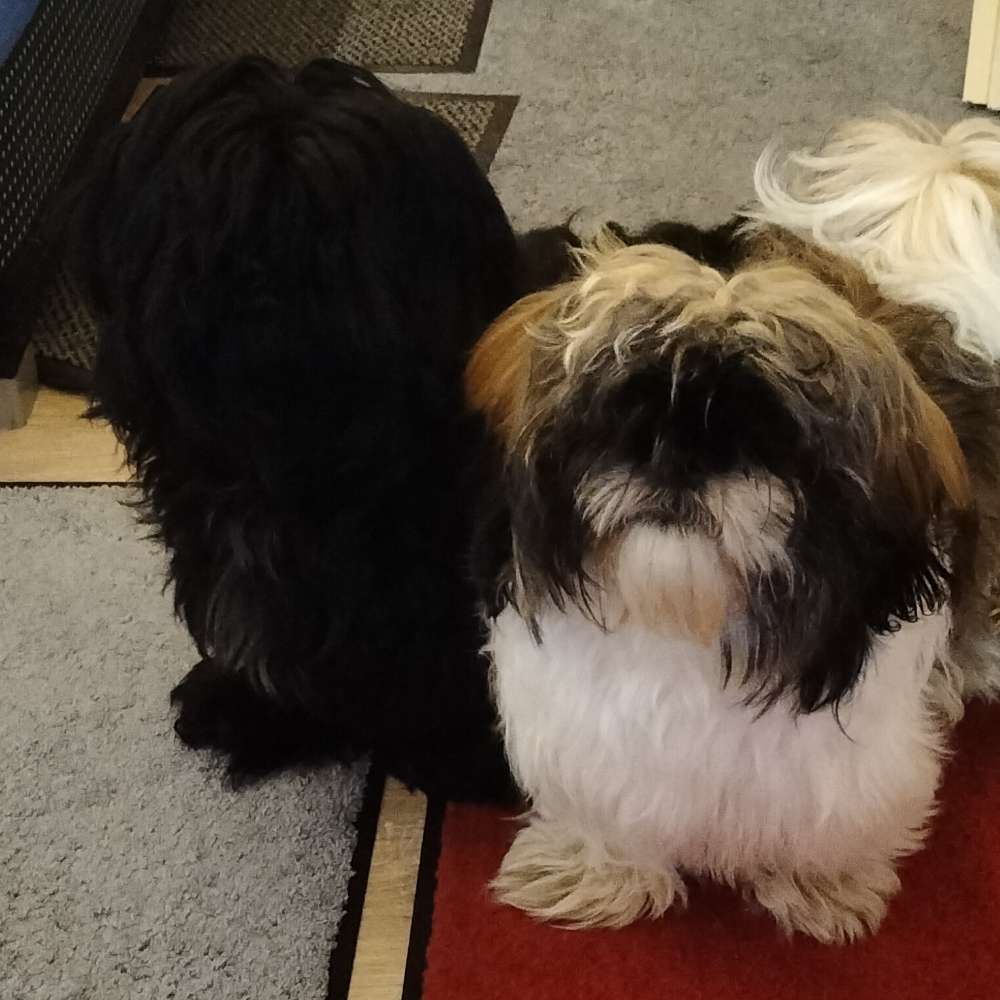 Hundetreffen-Welpen treffen-Profilbild