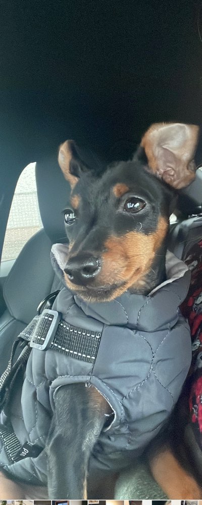 Hundetreffen-Welpen-/Kleinhunde-/Pinschertreff-Profilbild
