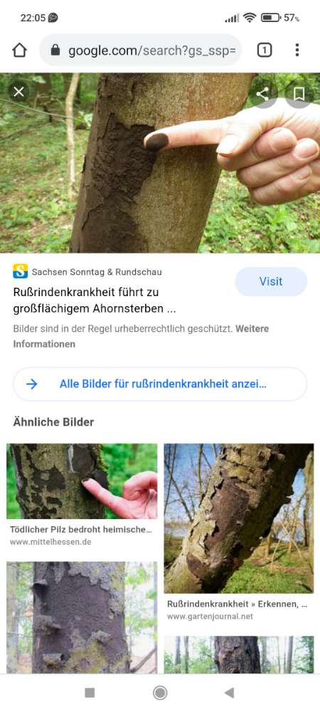 Giftköder-Sporen der Russrindenkrankheit-Profilbild