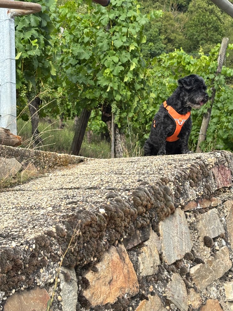 Hundetreffen-Gassi gehen mit kleinen Hunden-Profilbild