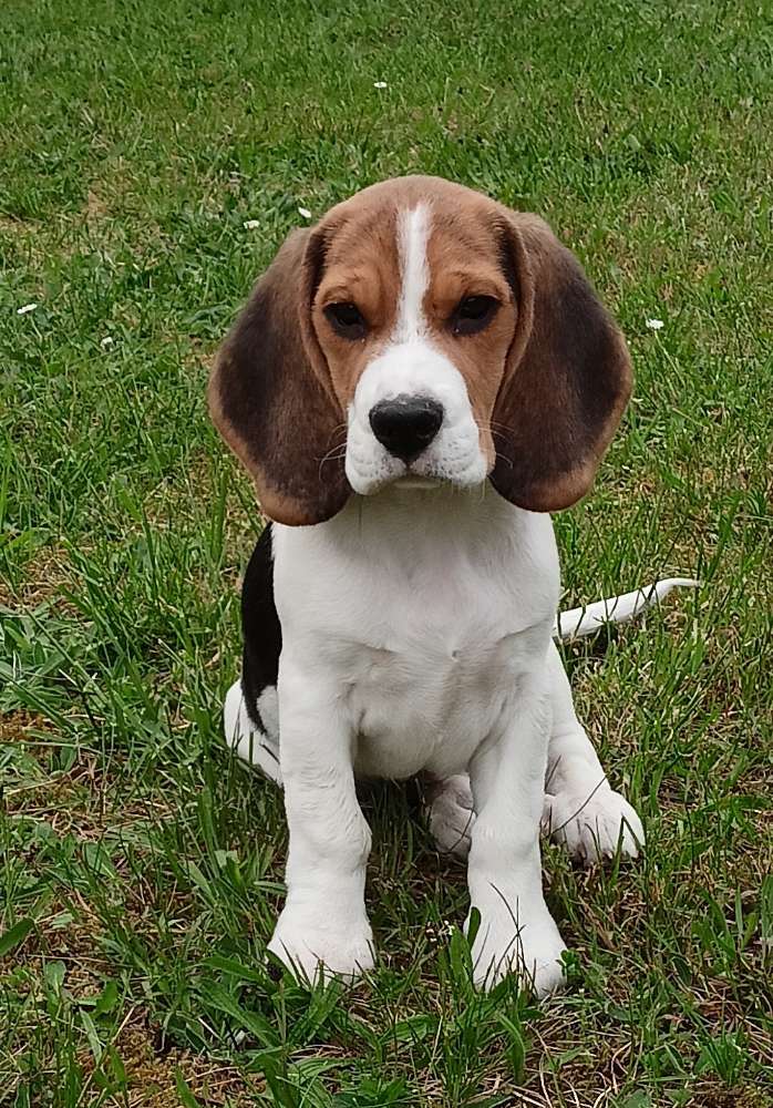 Hundetreffen-Beagle zum spielen gesucht-Profilbild