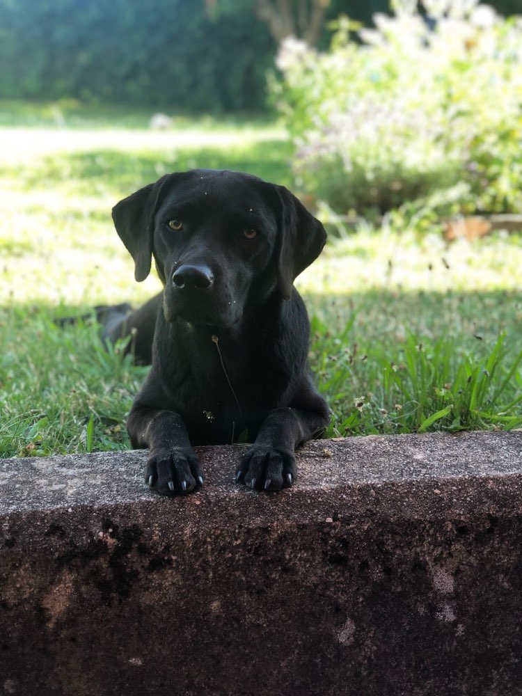 Hundetreffen-Spieltreffen-Profilbild