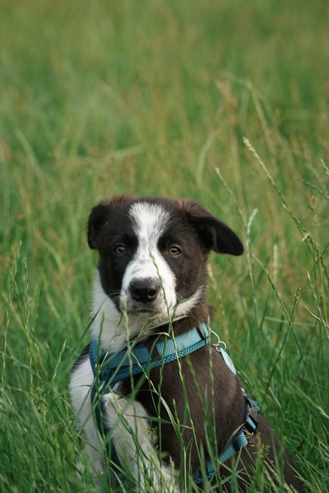 Hundetreffen-Suchen Hunde zur Spielrunde-Profilbild