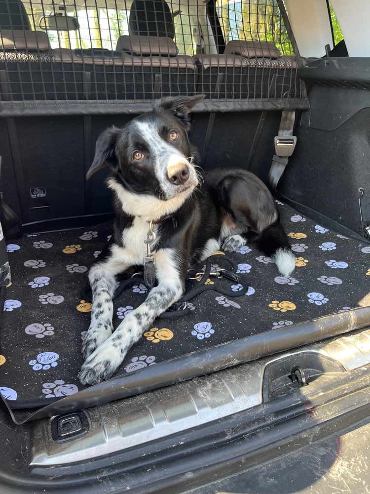 Hundetreffen-Begegnungstraining an der Leine-Profilbild