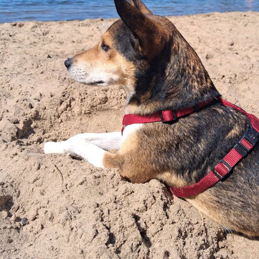 Hundetreffen-Hunde - Freunde-Profilbild