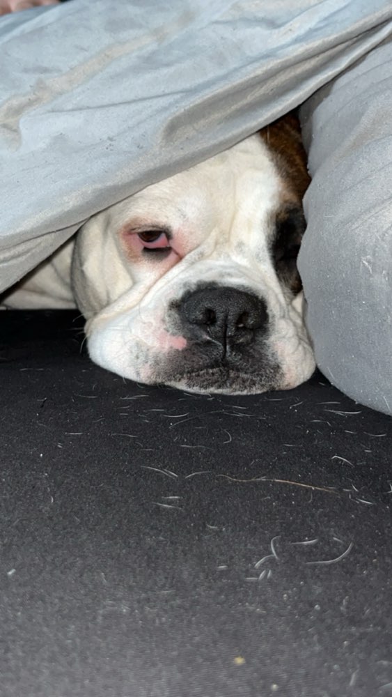 Hundetreffen-Socialwalk-Profilbild