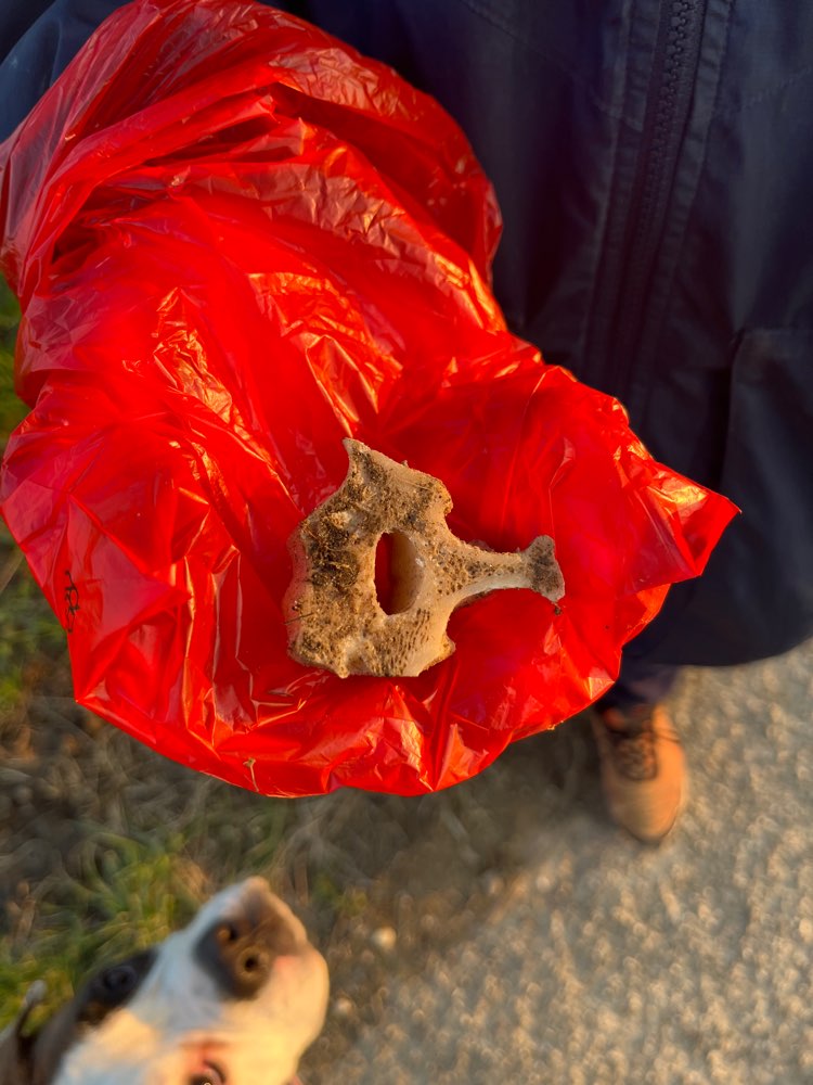 Giftköder-Misteriöse knochenstücke-Profilbild