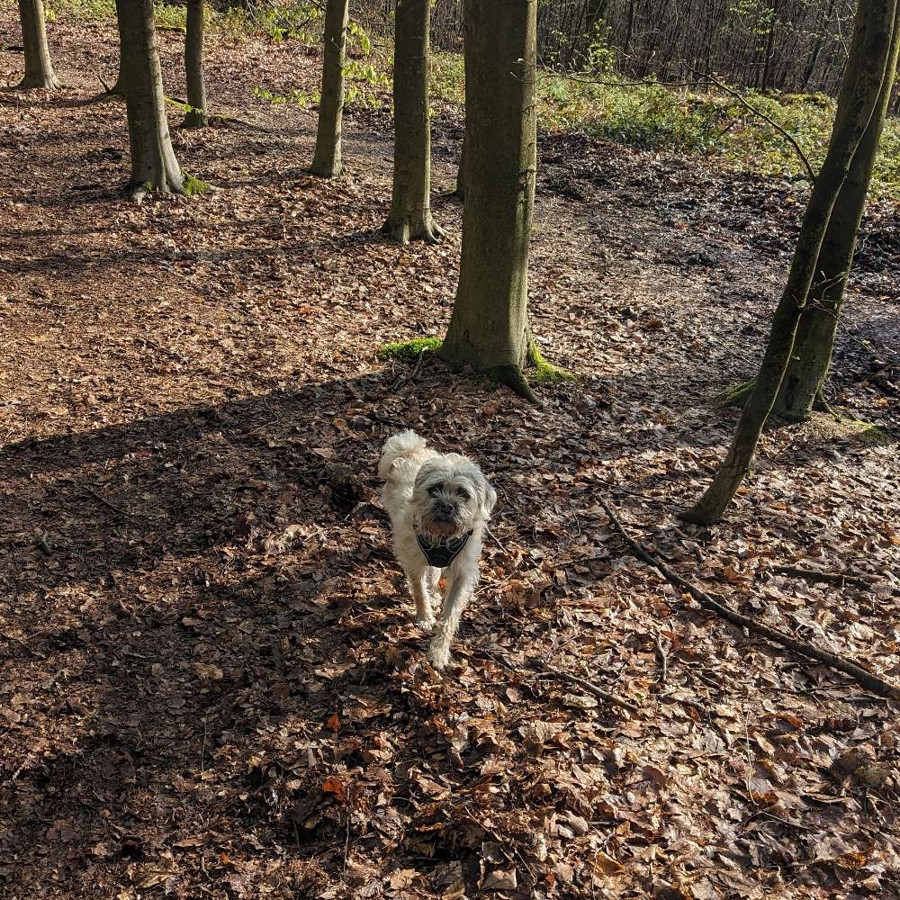 Hundetreffen-Spiel- und Gassirunde-Profilbild