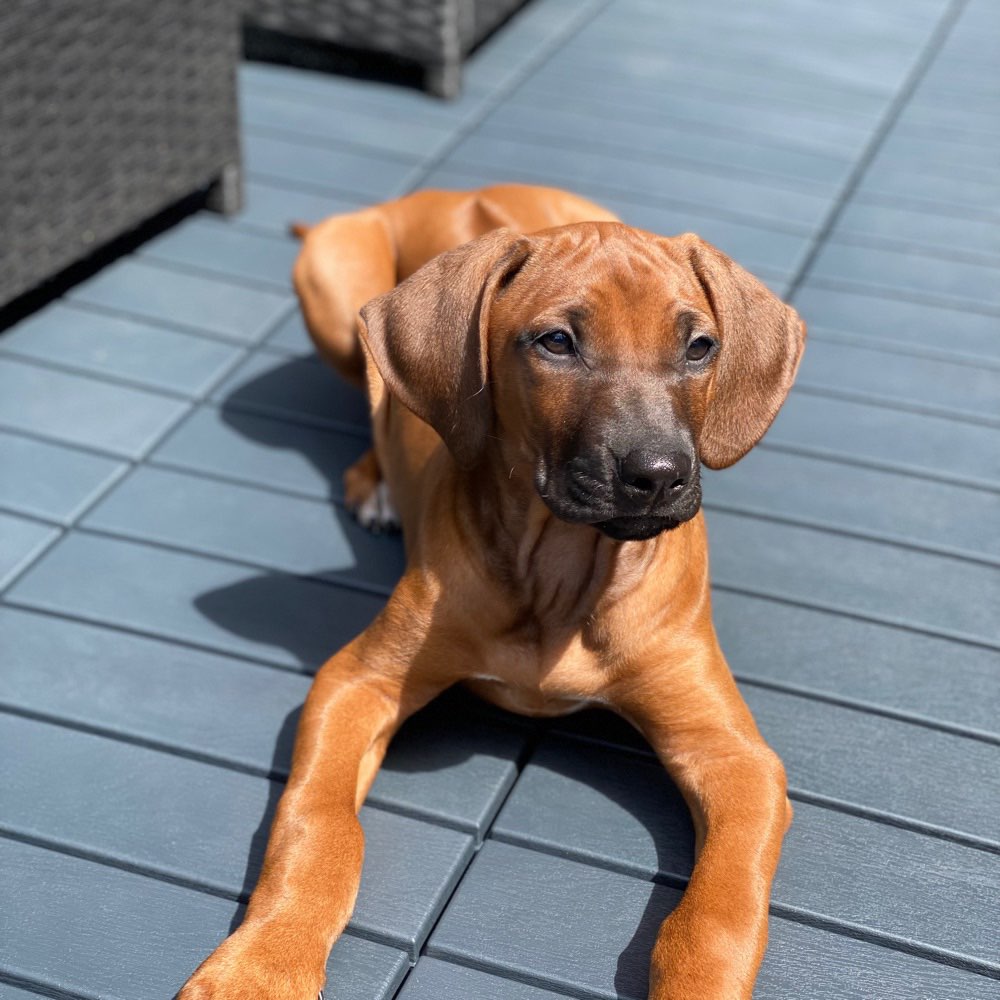 Hundetreffen-Welpentreff Werstener Deckel-Profilbild