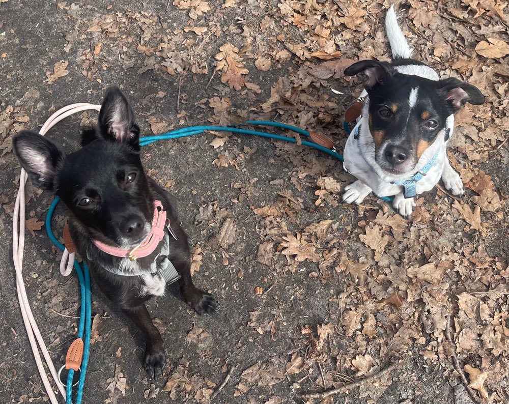 Hundetreffen-Sozial Kontakt/ Spieletreff kleine Hunde-Profilbild