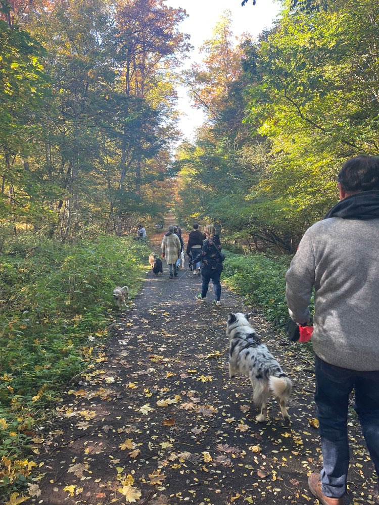 Hundetreffen-Social Walk, Spieltreffen und Hundeplatz mit neuen Geräten !-Profilbild