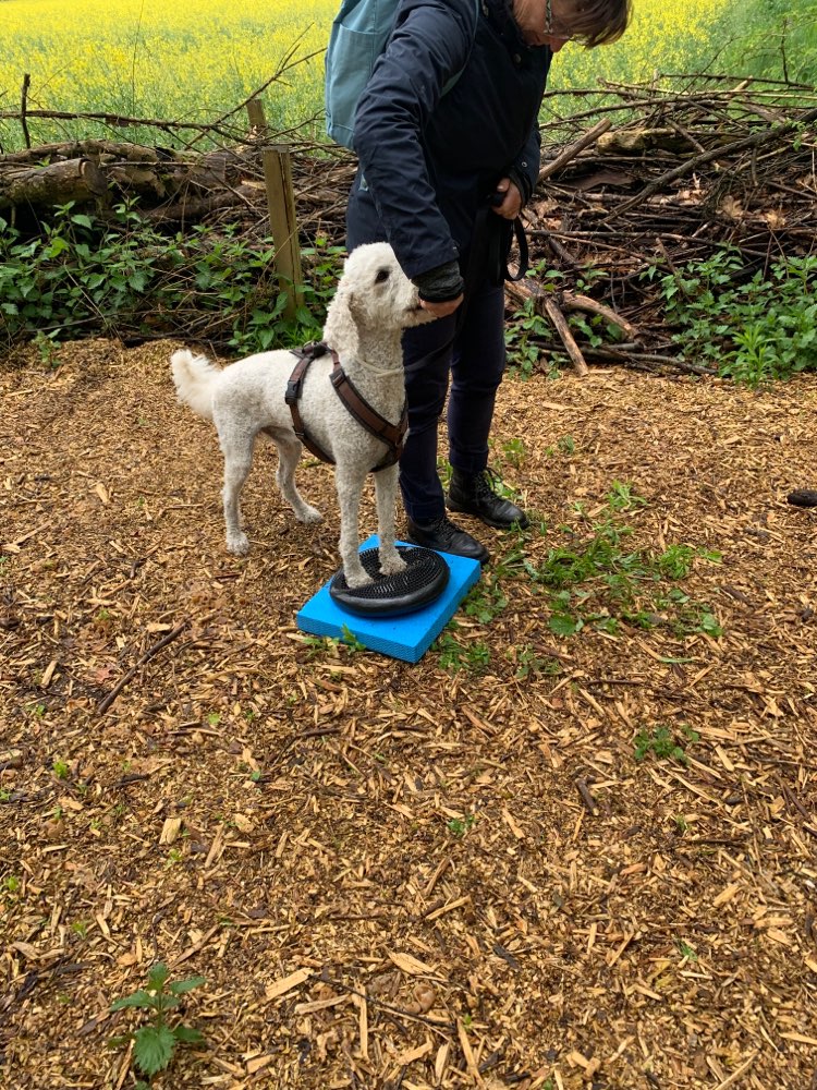 Hundetreffen-Physio-Fit-Profilbild