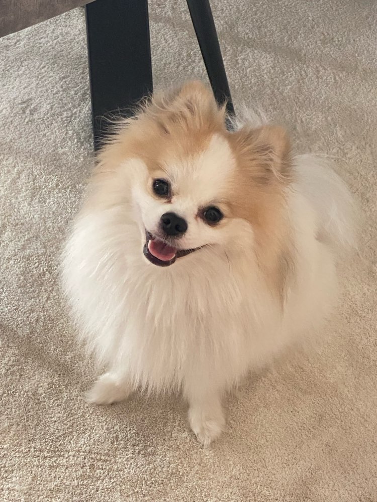 Hundetreffen-Spieltreffen-Profilbild