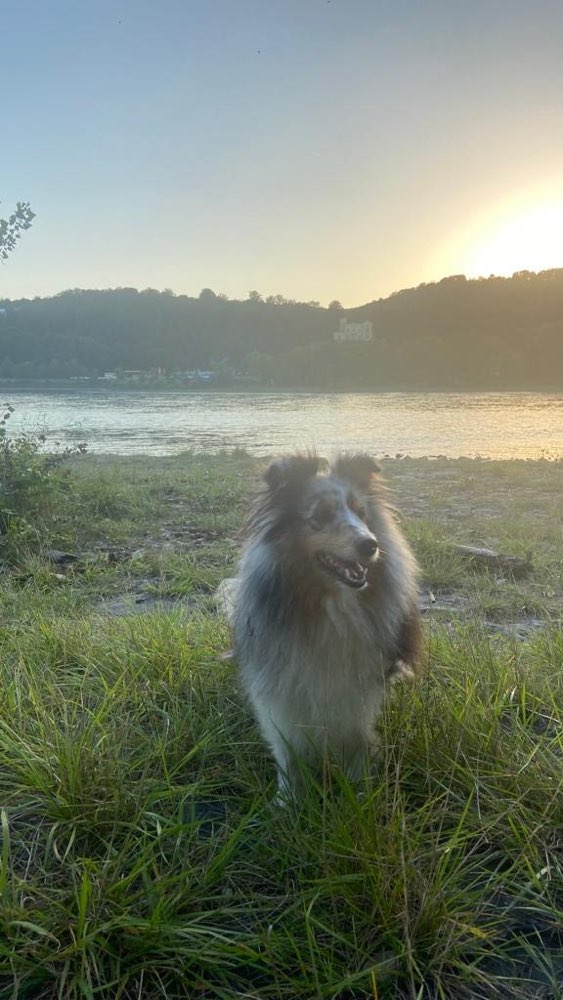 Hundetreffen-Neue Freunde für Spaziergänge und zum spielen-Profilbild