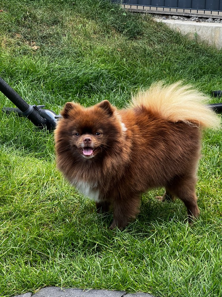 Hundetreffen-Hundefreund für Yoshi gesucht-Profilbild