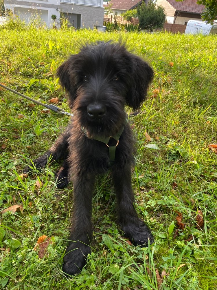 Hundetreffen-Riesenschnauzer sucht nen Spielbuddy-Profilbild