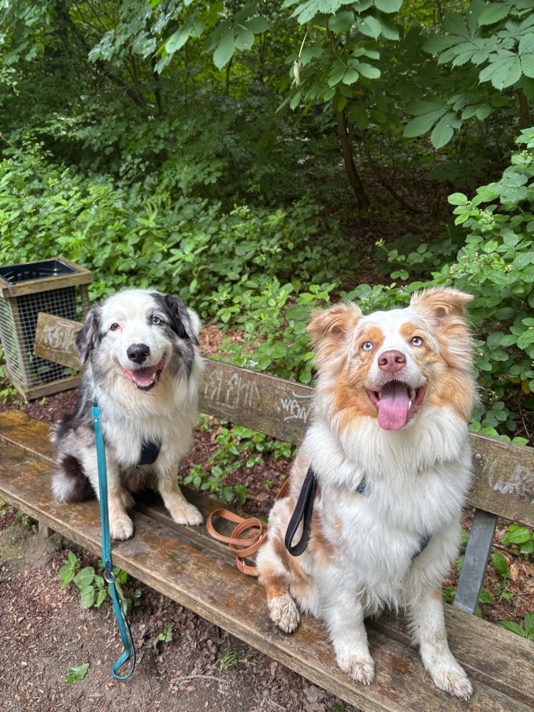 Hundetreffen-Gemeinsames Spazieren gehen-Profilbild