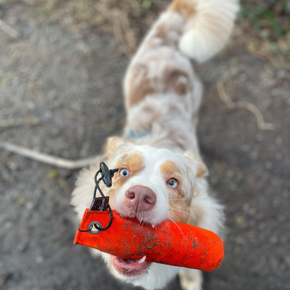 Hundetreffen-Trainingspartner gesucht-Profilbild