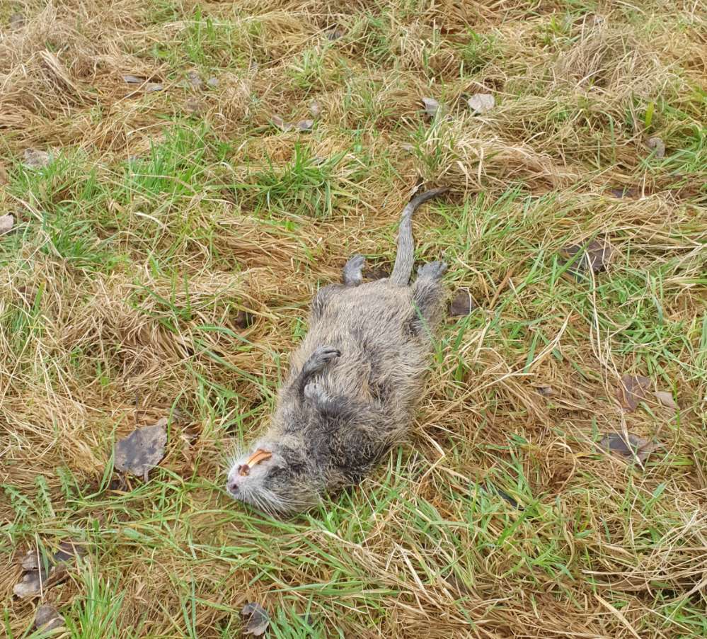 Giftköder-Totes Tier ( Nutria)-Profilbild