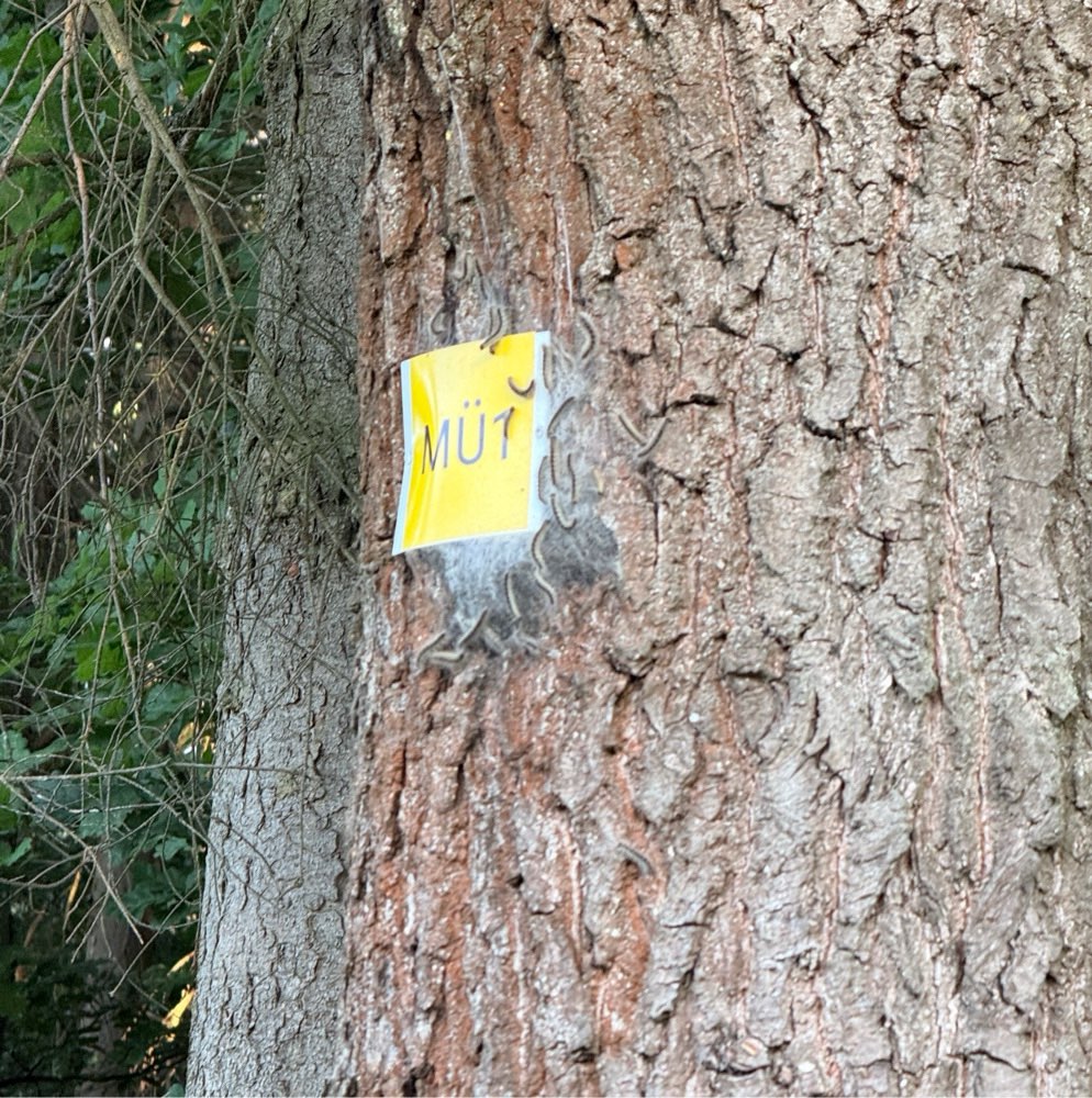 Giftköder-Eichenprozessionsspinner-Profilbild