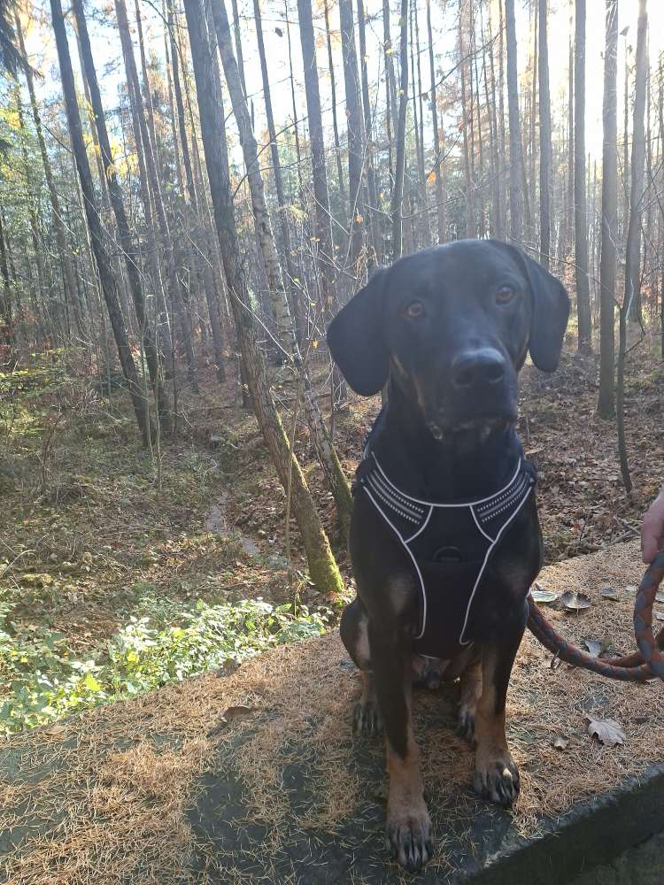 Hundetreffen-Treffen zum spielen und spazieren-Profilbild
