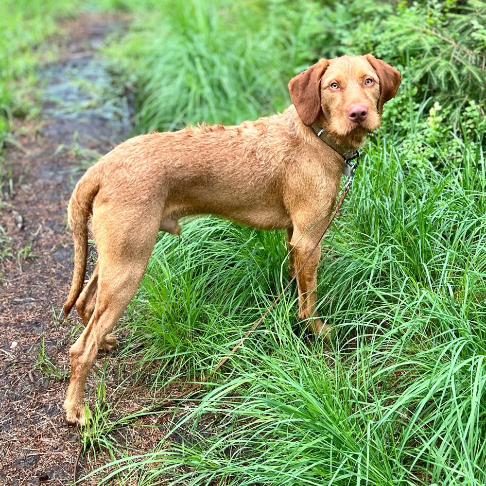 Hundetreffen-Rotenburg Stadt 27356-Profilbild