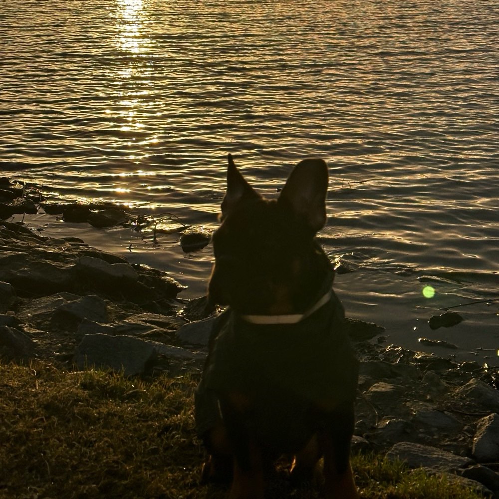 Hundetreffen-Frenchie- Treff Wolfsburg & Umgebung☀️-Profilbild