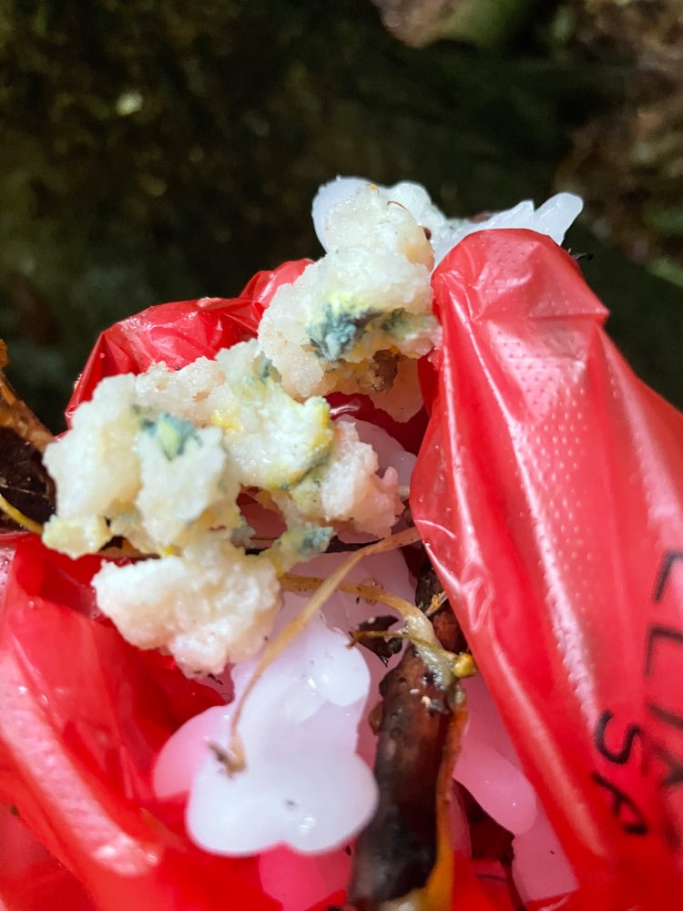 Giftköder-Vermutlicher Giftköder Eichwäldli-Profilbild