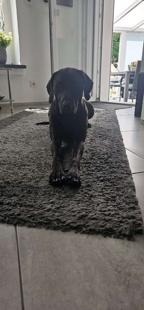 Hundetreffen-Spaß haben-Profilbild