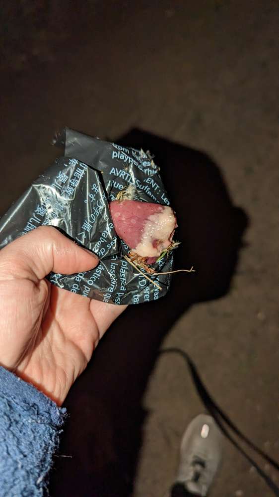 Giftköder-ausgelegte Fleischstücke-Profilbild