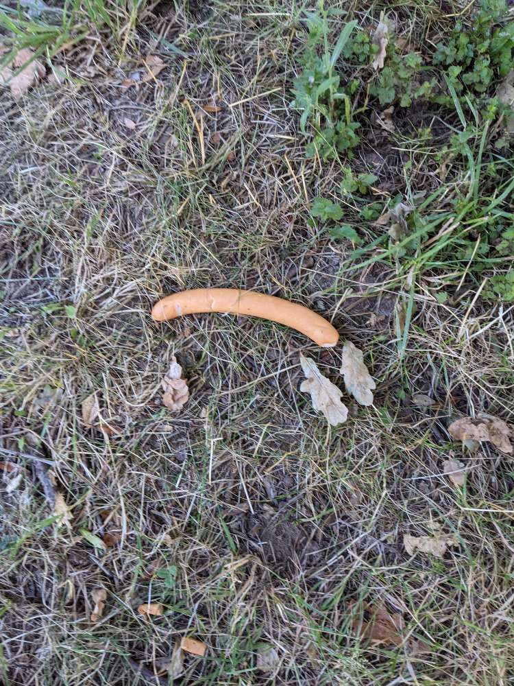 Giftköder-Würstchen ausgeleget im Palmengarten-Profilbild