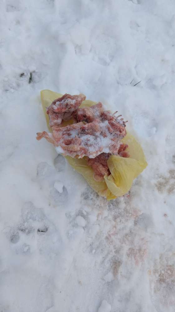 Giftköder-Verstreutes Fleisch-Profilbild