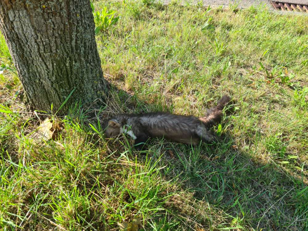 Giftköder-Toter Marder-Profilbild