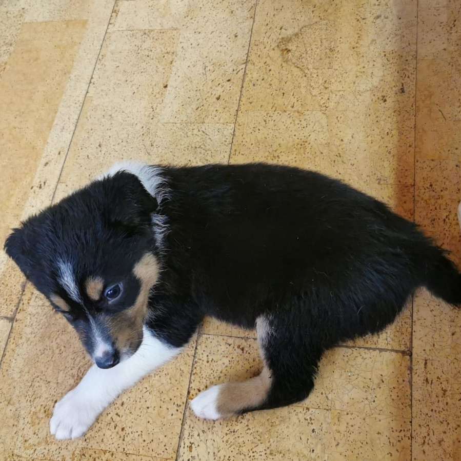 Hundetreffen-Roßtal-Profilbild