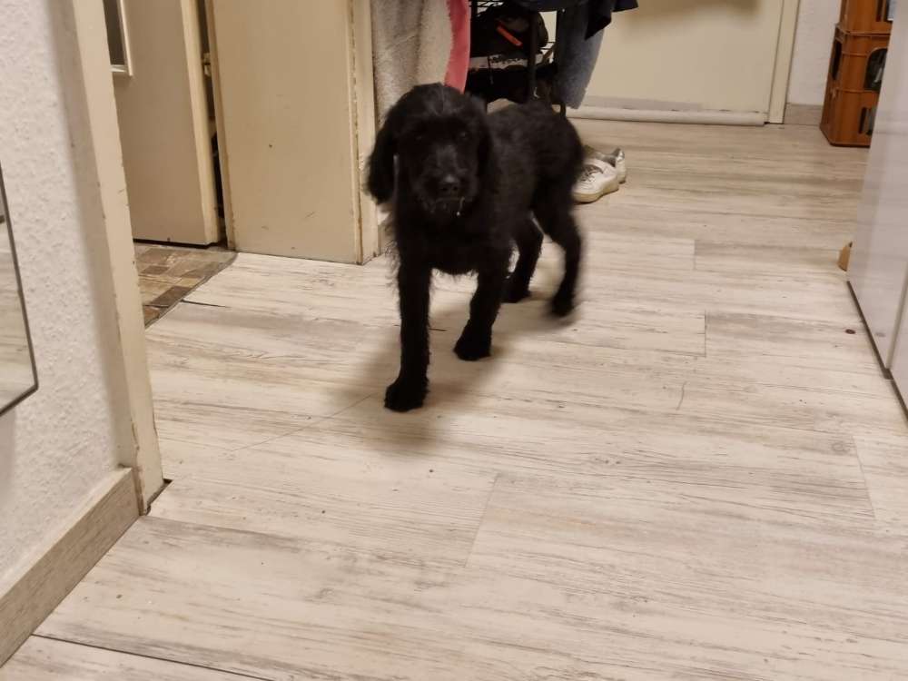 Hundetreffen-Welpen treffen-Profilbild