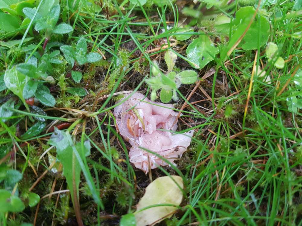 Giftköder-2x Giftköder Fund-Profilbild