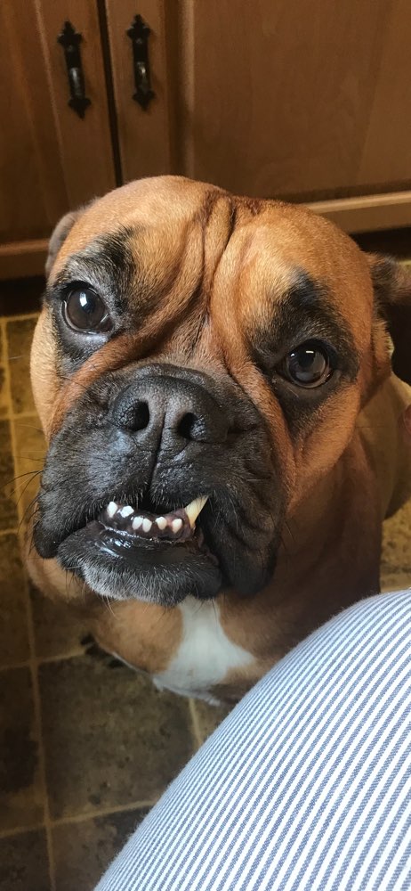 Hundetreffen-Bulldoggen in und um Ilsfeld gesucht :-)-Profilbild