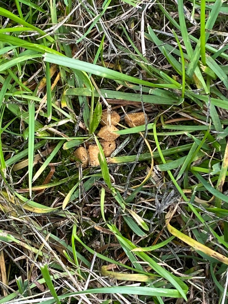 Giftköder-Futter im Flughafenpark ausgelegt-Profilbild