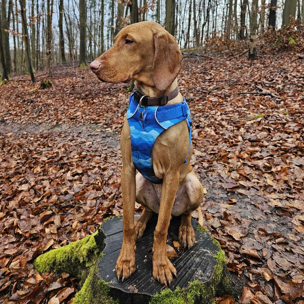Hundetreffen-Gemeinsame Spaziergänge-Profilbild