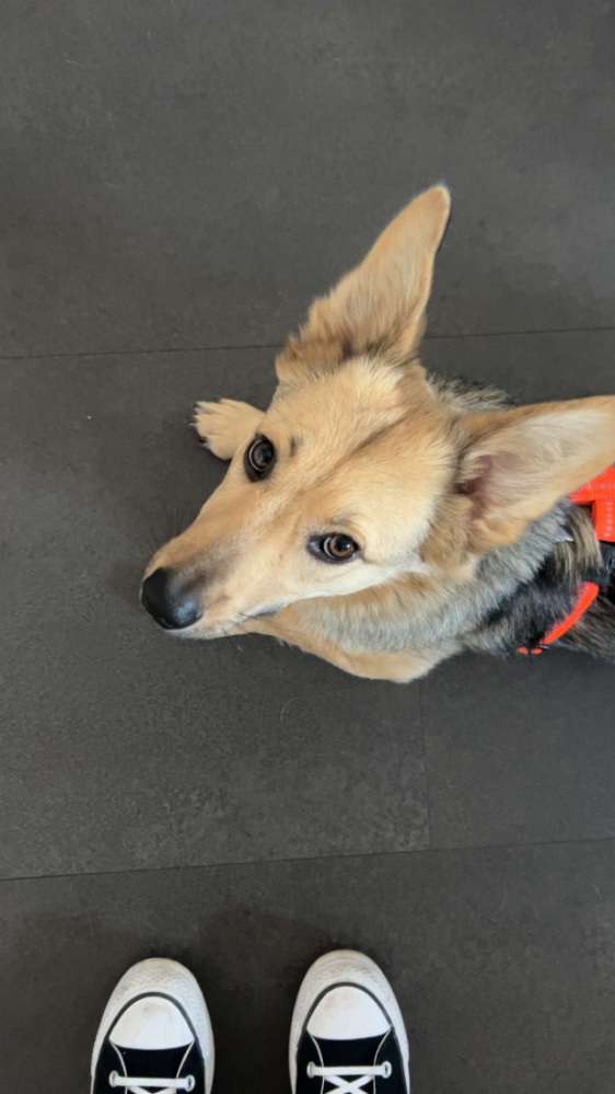 Hundetreffen-🐾Gassi- und Spielhunde kleine 🐕 Hainburg und Umgebung-Profilbild