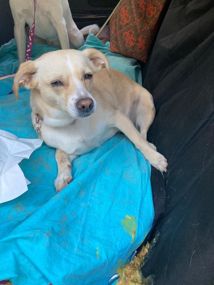 Giftköder-Giftköder weißes Pulver (evt. Rattengift)-Profilbild