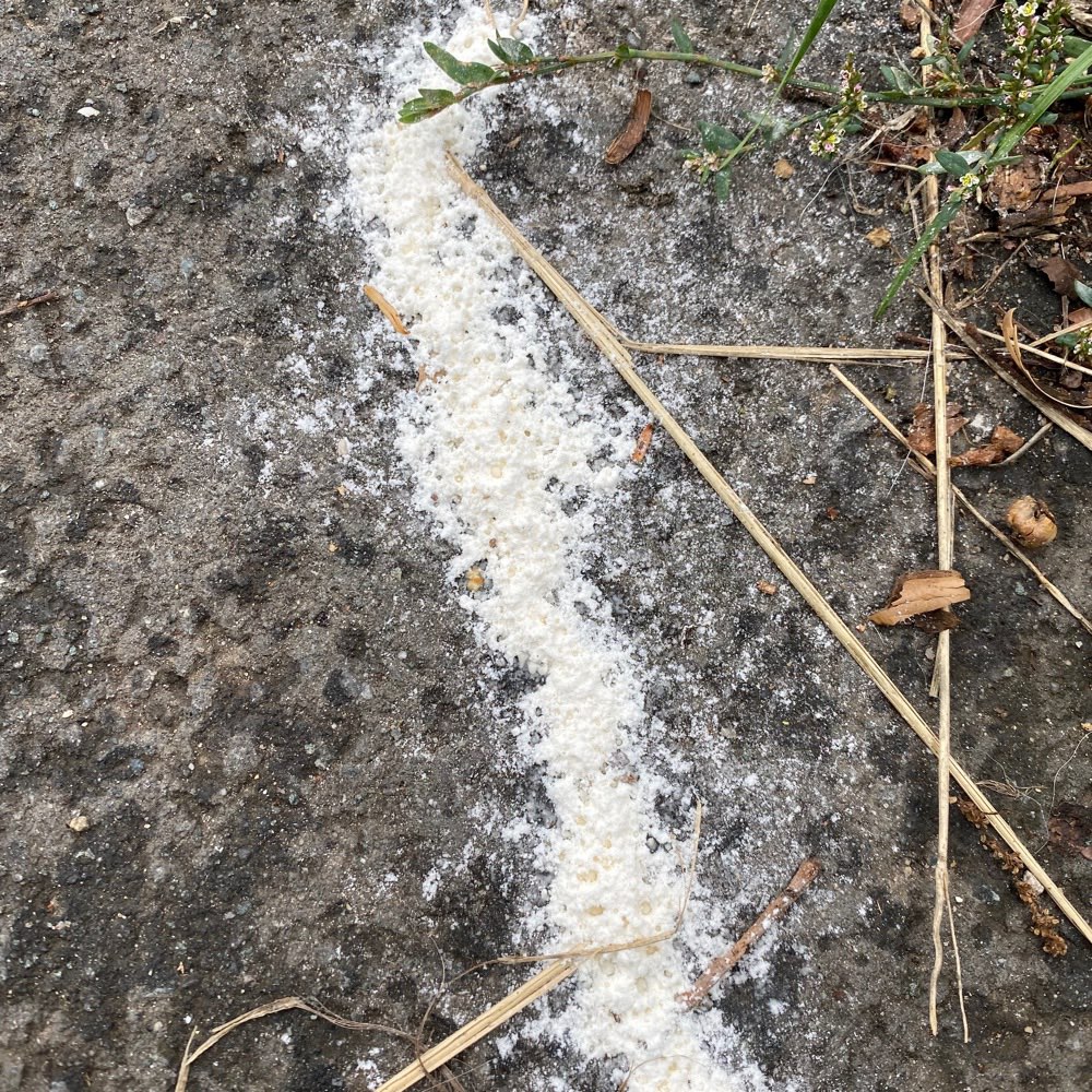 Giftköder-Weißes Pulver bornheimer Hang-Profilbild