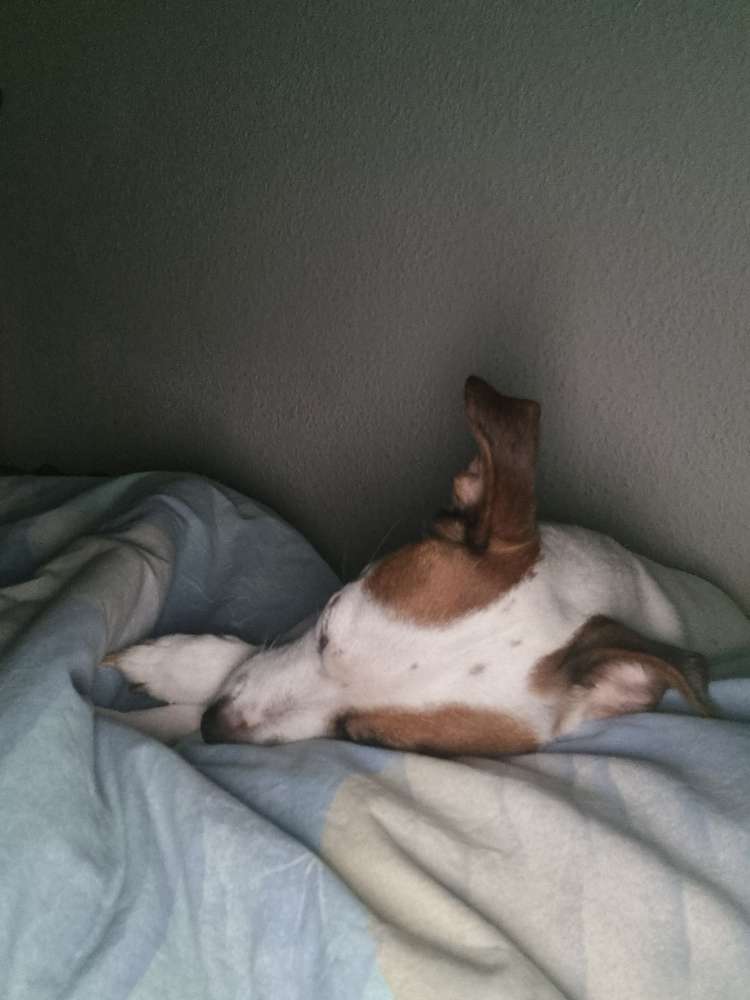 Hundetreffen-Suche Gassi Partner/in mit meiner Jacki Dame Amelia/Amy 🥰-Profilbild