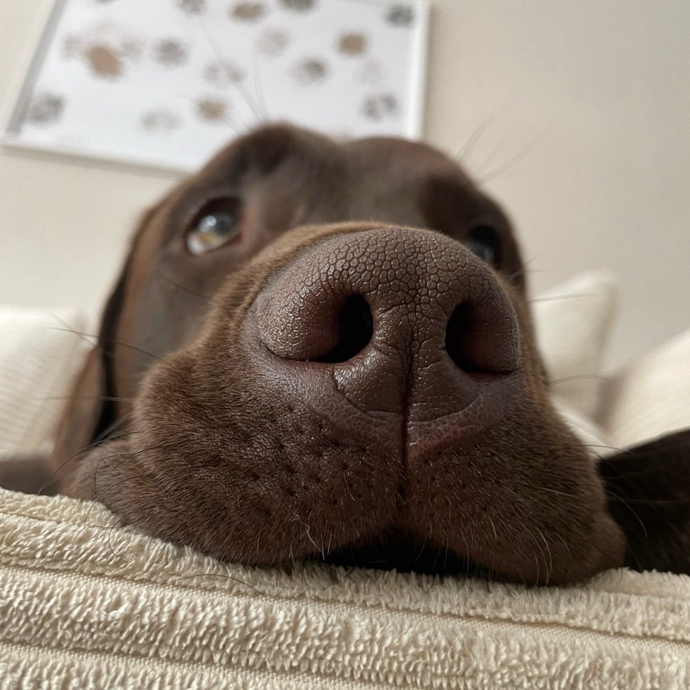 Hundetreffen-Balu sucht Freunde-Profilbild