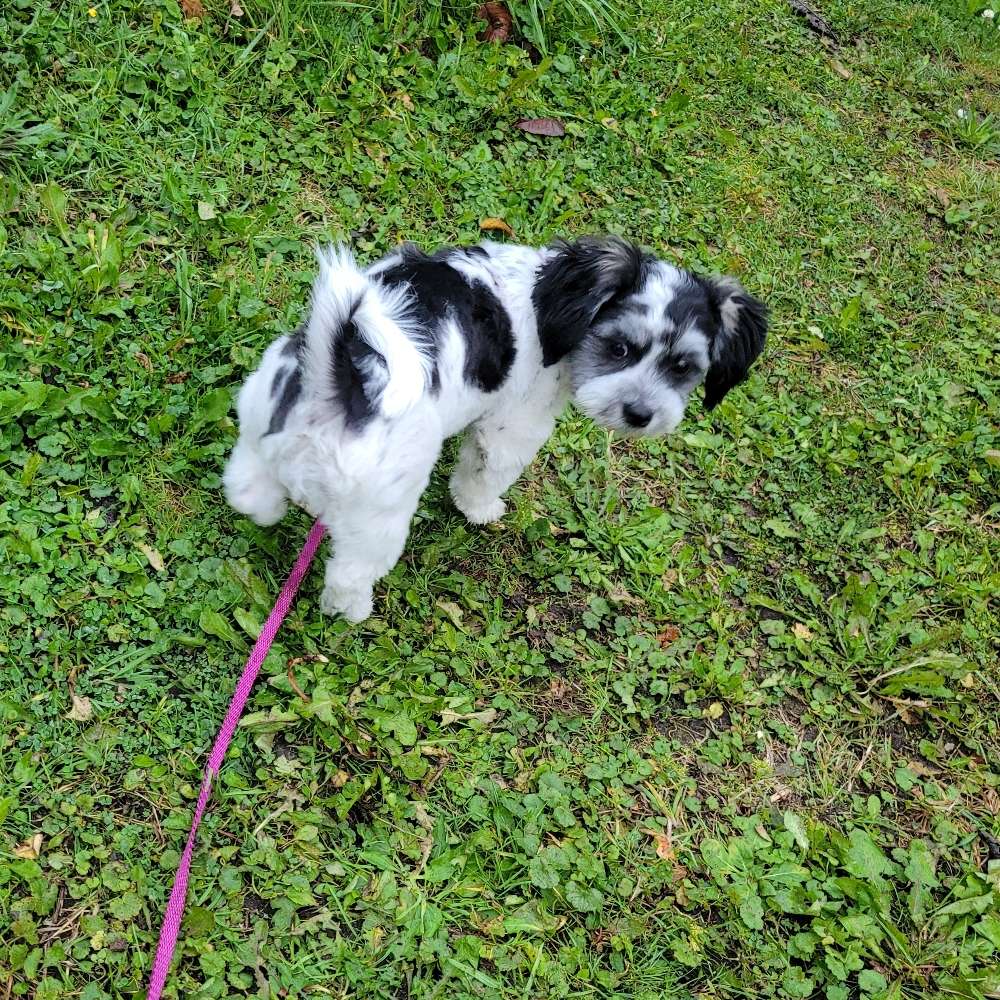 Hundetreffen-Treffen zum Spielen und Gassirunde-Profilbild